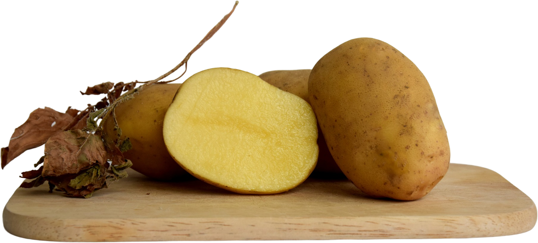 STOKROTKA